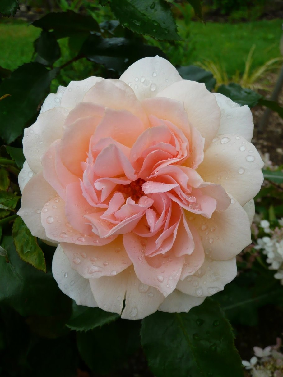 Chandos Beauty роза