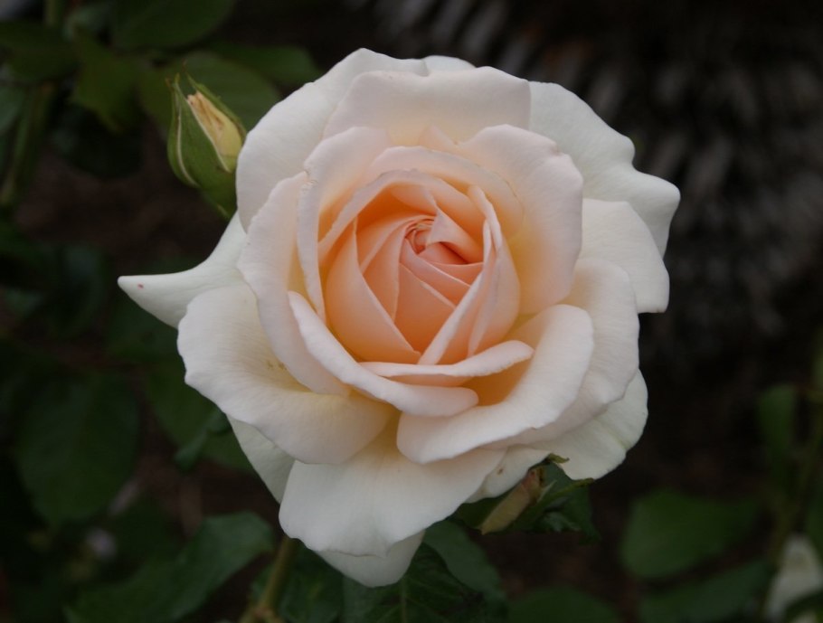 Роза роза Чандос Бьюти