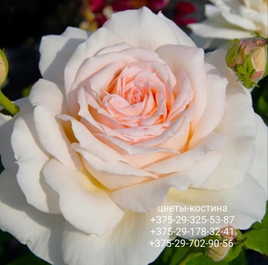 Роза чайно-гибридная Чандос Бьюти