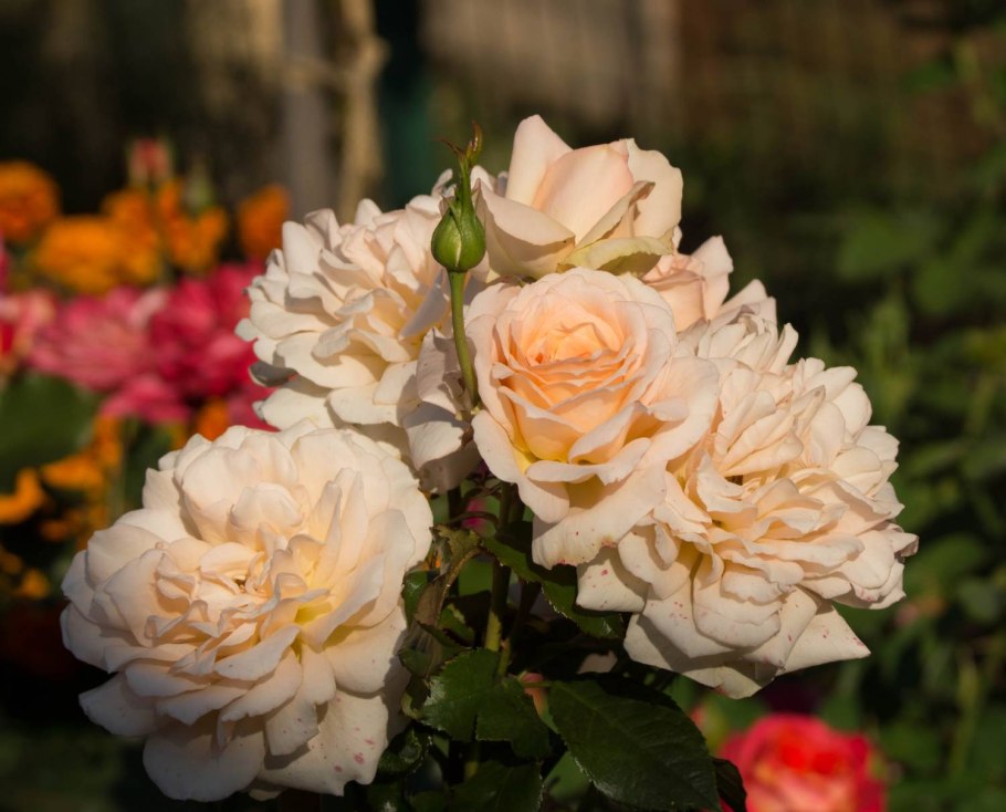 Роза Сутерн Бьюти Саутерн