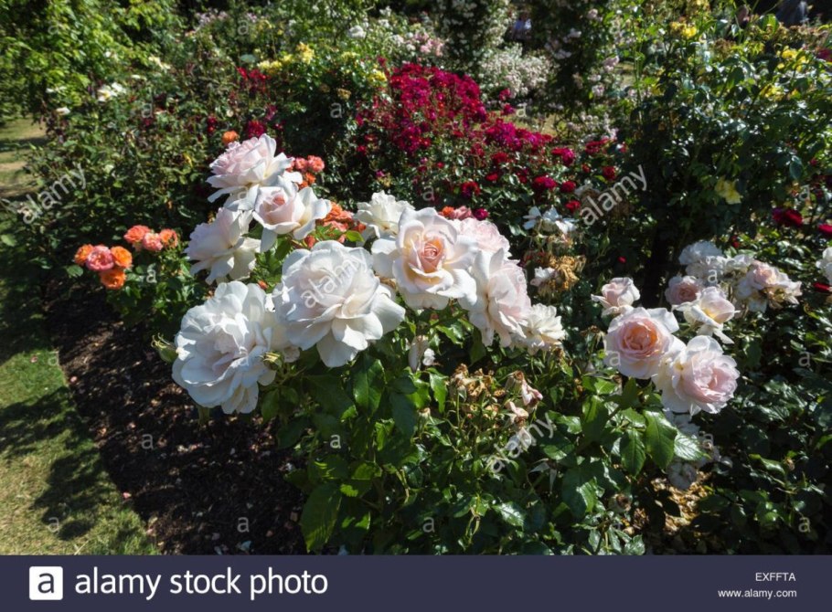 Роза Чандос бьютифул