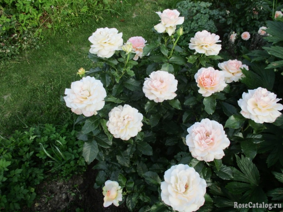 Цветы Елена мир