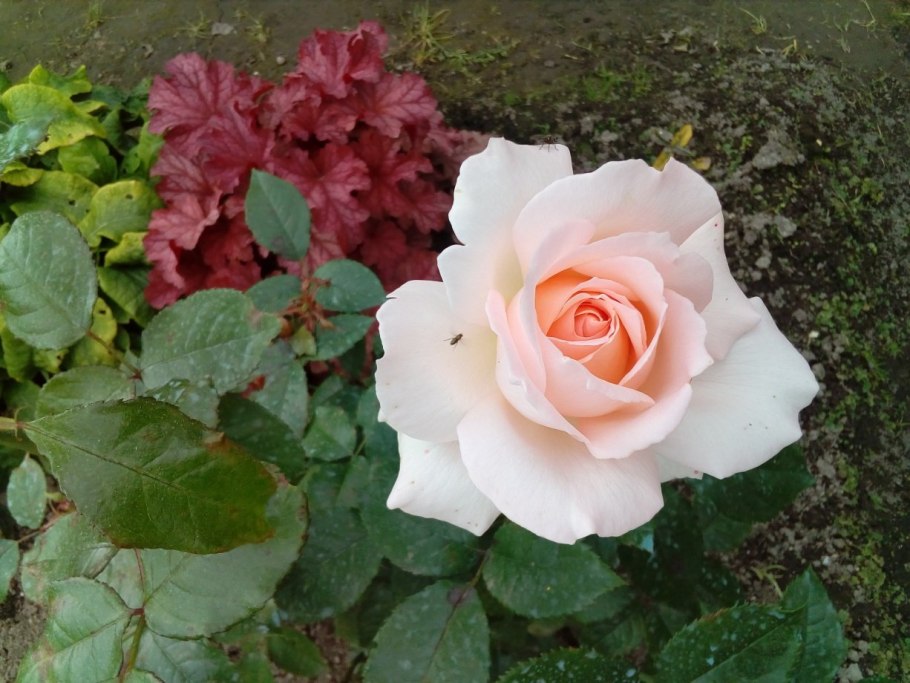 Чандос Бьюти (Chandos Beauty)