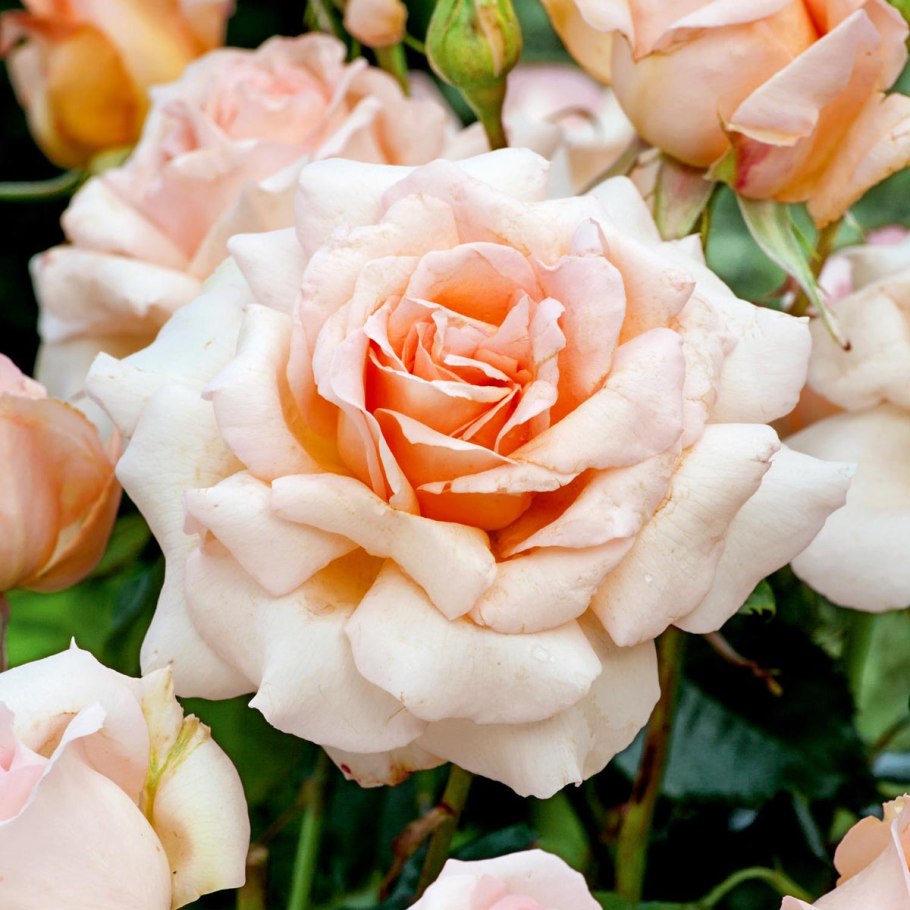 Rosa Chandos Beauty (Harmisty)