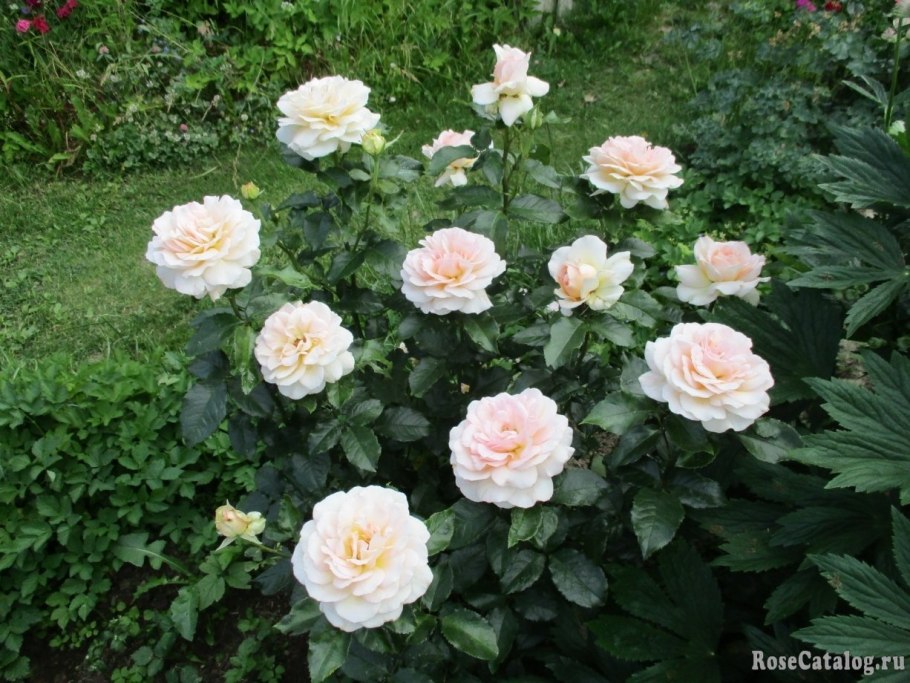 Роза чайно-гибридная Chandos Beauty