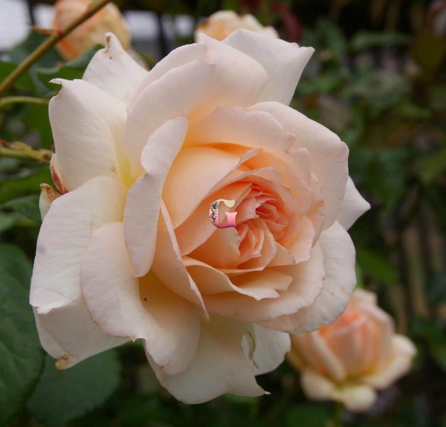 Роза роза Чандос Бьюти