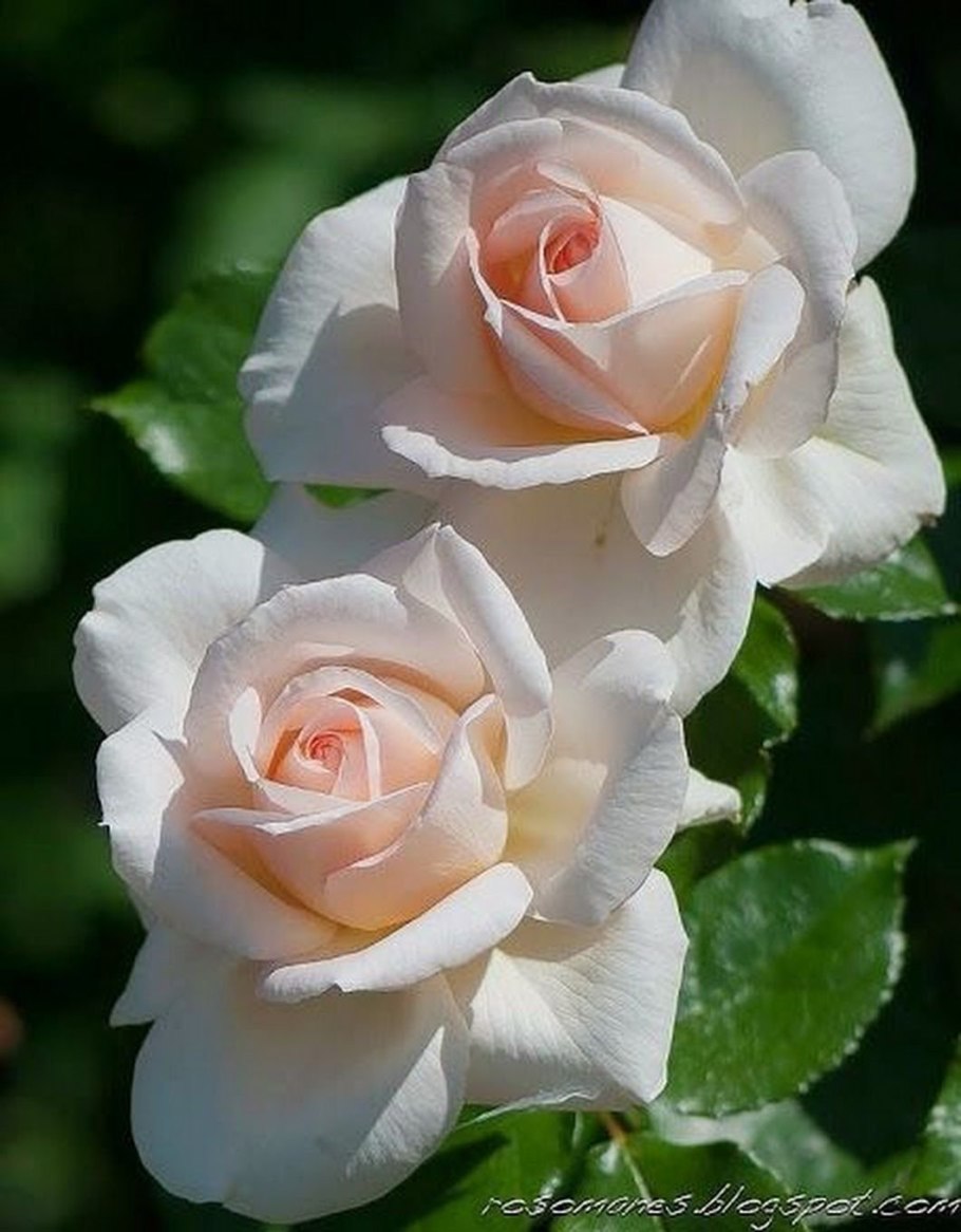 Роза чайно-гибридная Чандос Бьюти