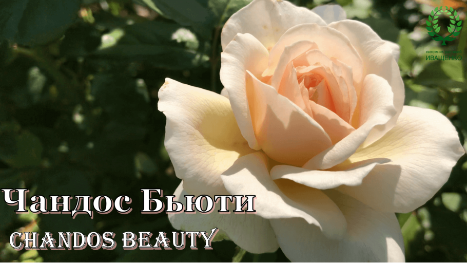 Роза Динки Розебук