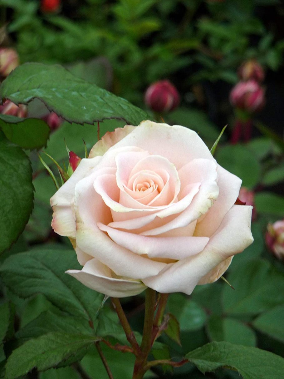 Роза Кэролайнс Харт