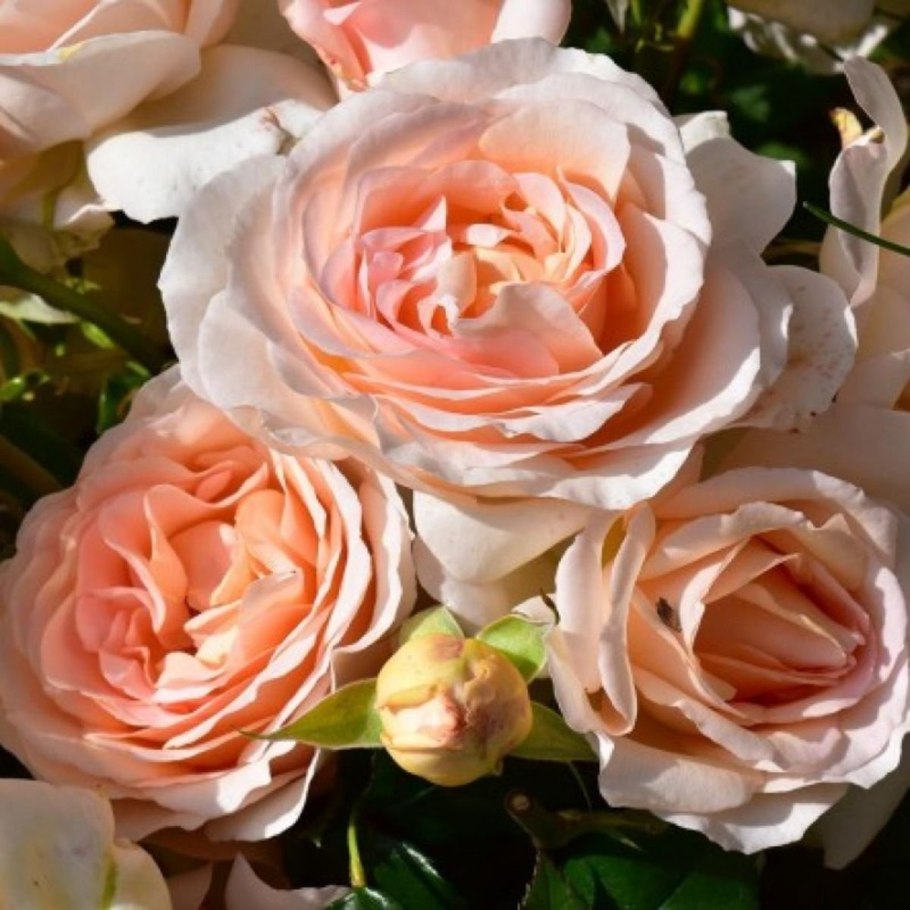 Роза Парковая Чандос Бьюти 120-150 см ст