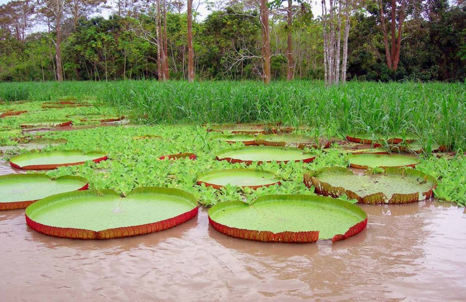 Wetlands цветок фото