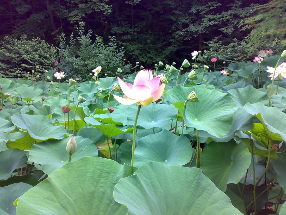 Байдики кувшинка