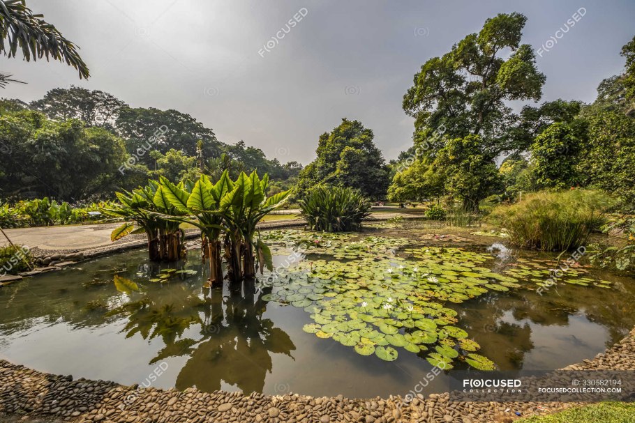 Лотус болото