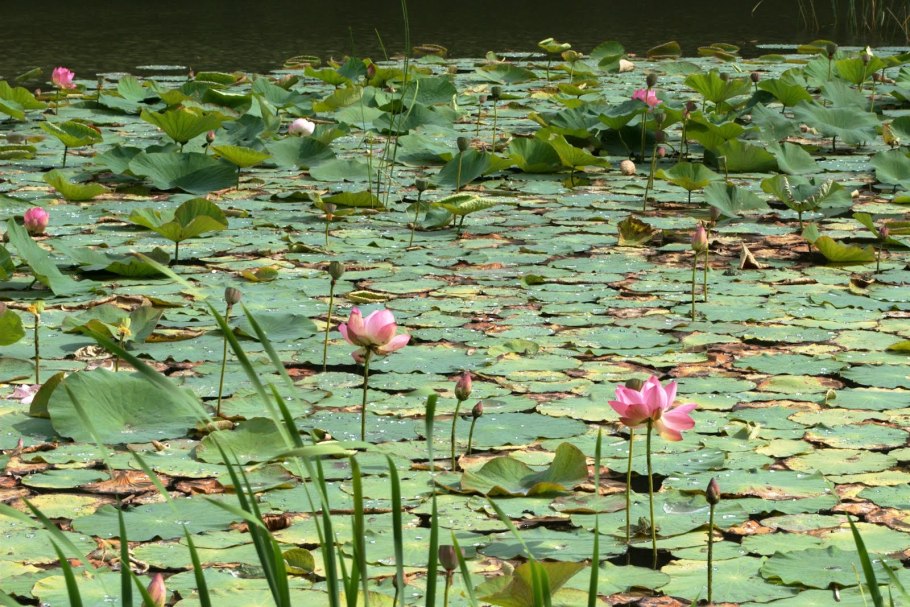 Река Янцзы рисовые поля