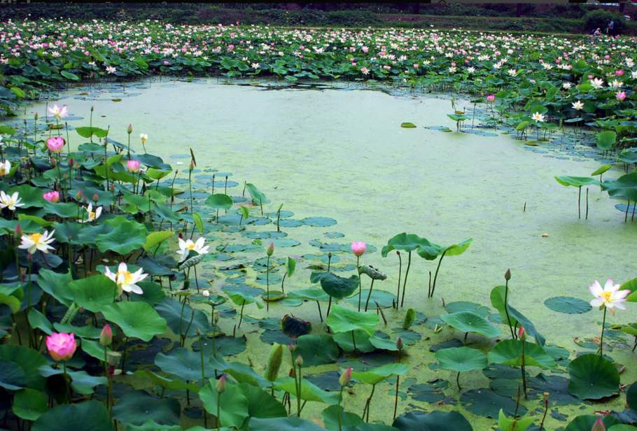 Water Lilies фкемималистика