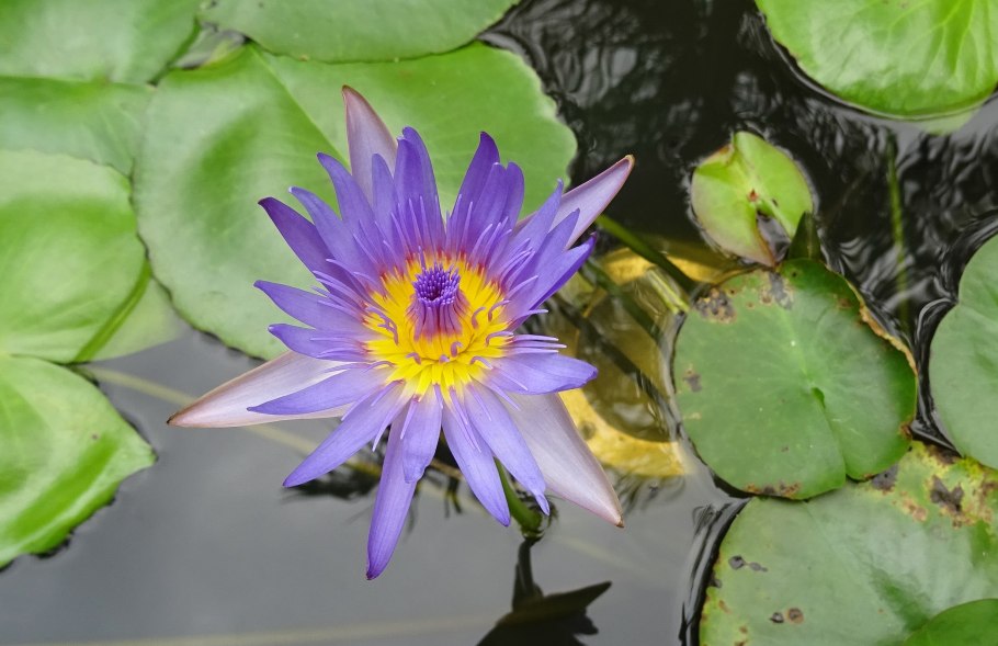 Сахарный тростник в Луизиане