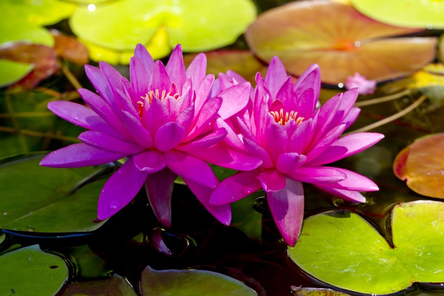 Нимфея 'Звездный Лотос' (Nymphaea stellata)