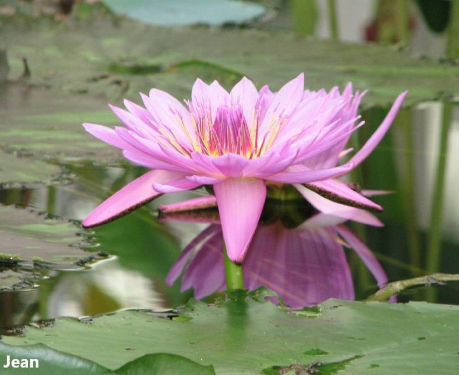 Лотос цветет дважды