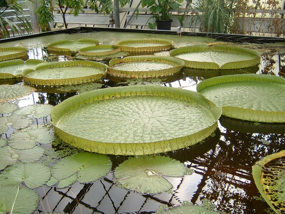 Нимфея гибридная Colorado