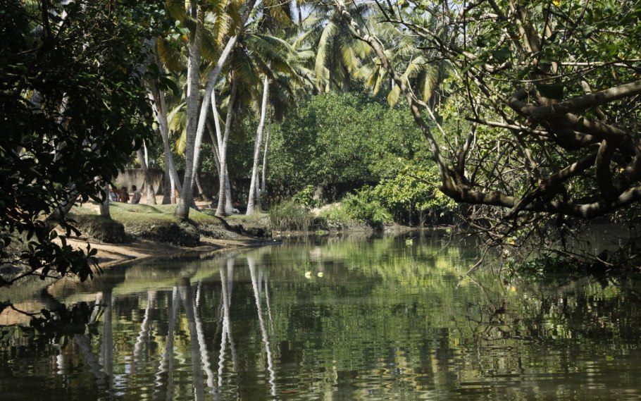 Где живёт растений Виктория Регия