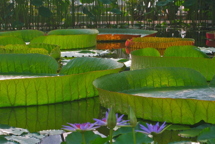 Нимфея красная Nymphaea Lotus