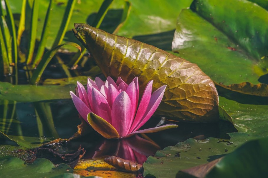 Чернушка кувшинковые растения