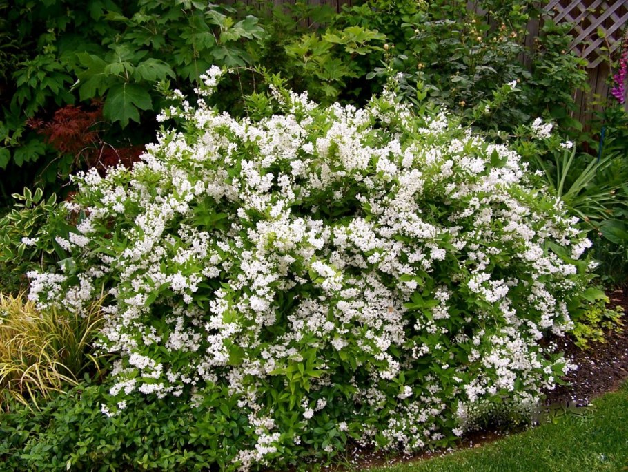 Дейция белоснежная кустарник