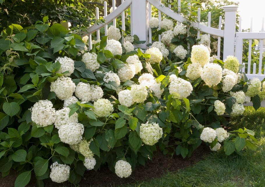 Гортензия древовидная White Dome