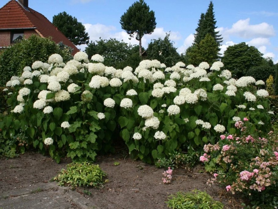 Гортензия arborescens Annabelle