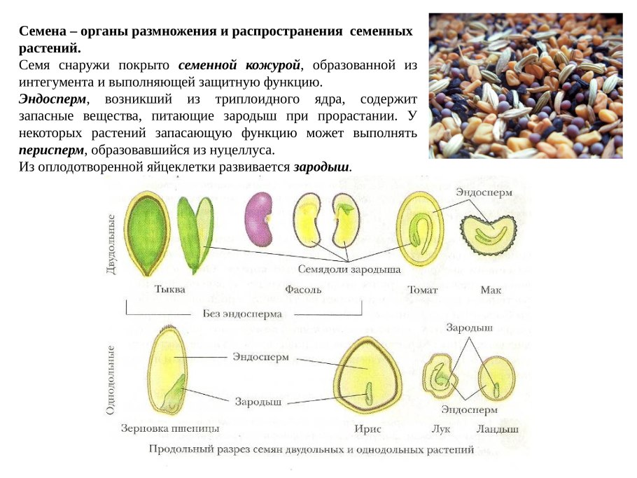 Размножение папоротников цикл развития