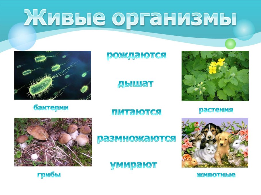 Строение побега сосны обыкновенной