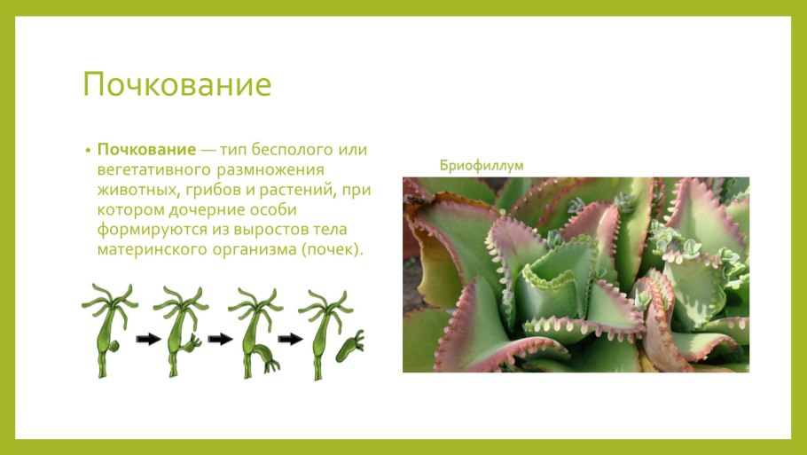 Вегетативное размножение растений клубнелуковицами