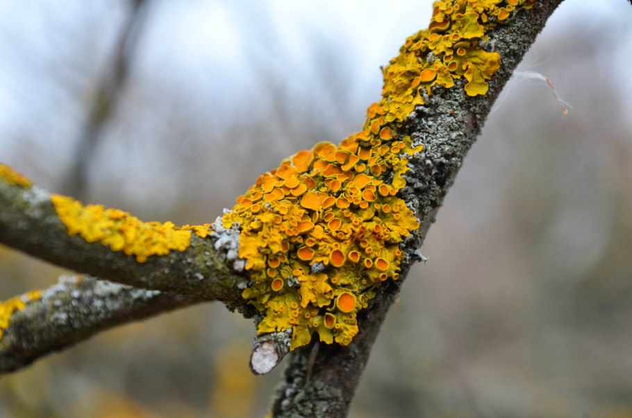 Накипной лишайник на коре