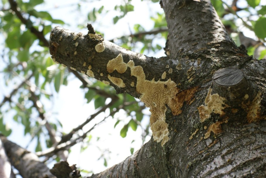 Кора дерева лес лишайник