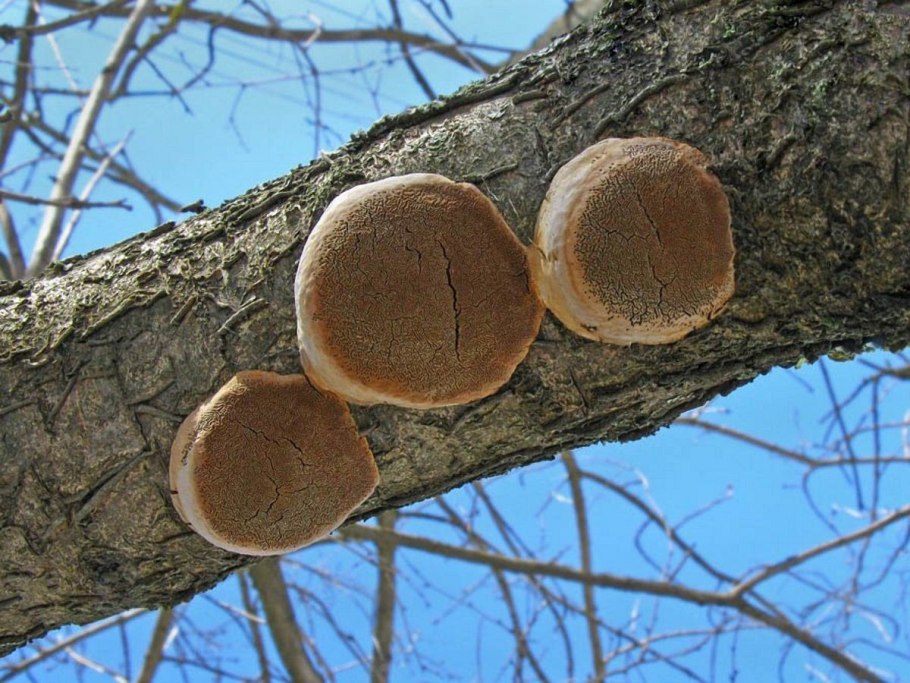 Trees stretch