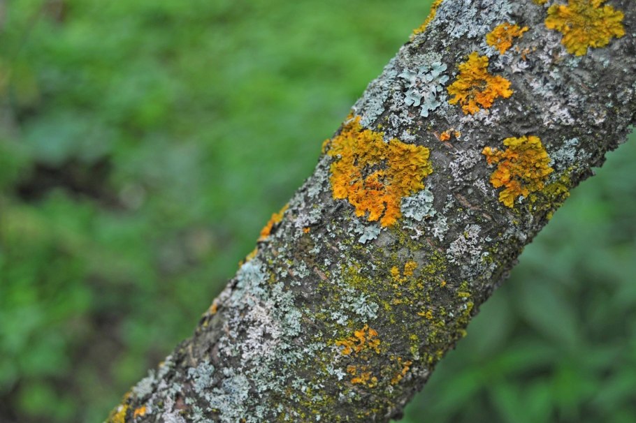 Накипной лишайник на коре