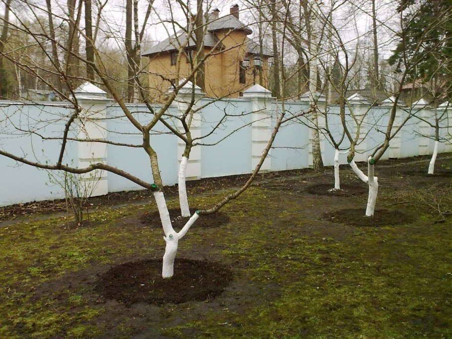 Молодые деревья