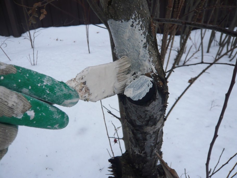 Побелка яблонь осенью