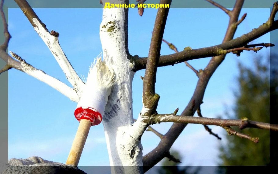 Покраска яблони