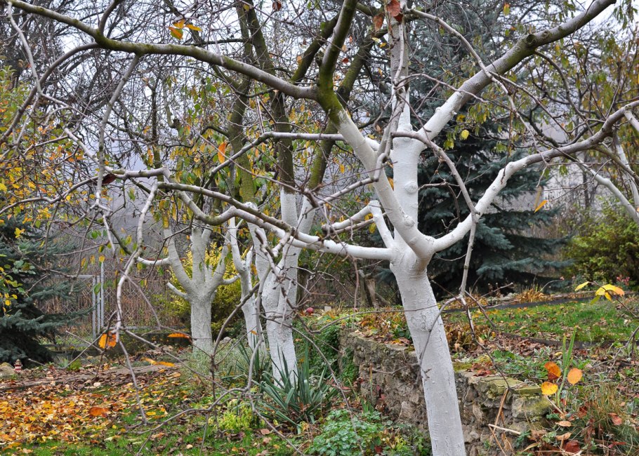 Побеленные деревья в огороде