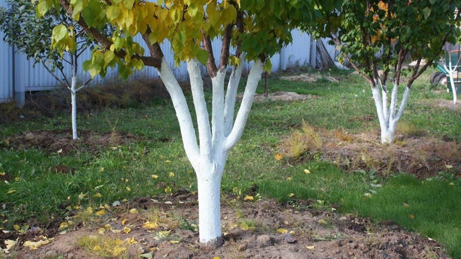 Осенняя побелка деревьев