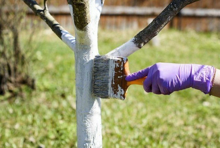 Весенняя побелка плодовых деревьев
