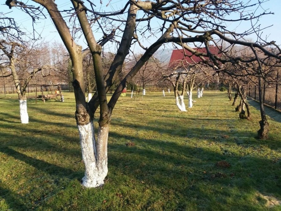 Побелка деревьев