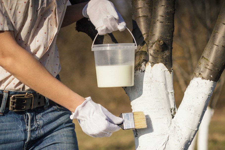 ФАС Садовая побелка