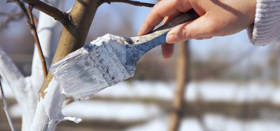 Обработка деревьев весной от вредителей и болезней