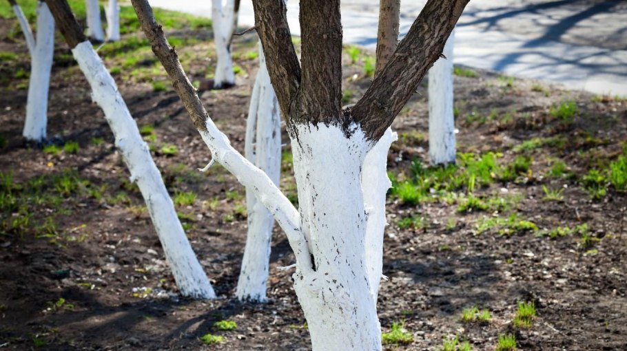 Схема обрезки плодовых деревьев весной