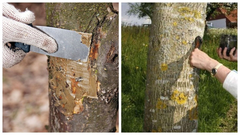 Побелка стволов плодовых деревьев