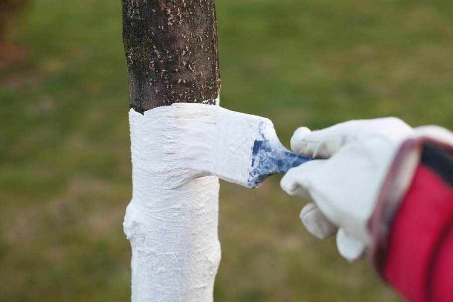 Обрезка штамбовой яблони осенью