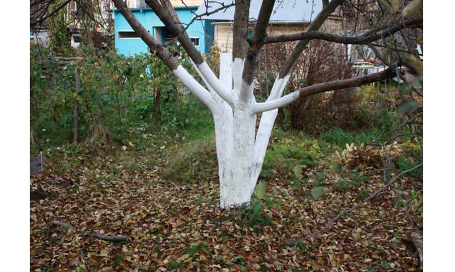 Побелка деревьев в саду