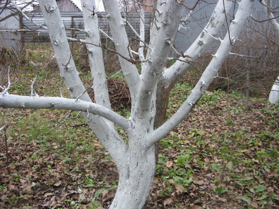 Осенняя побелка деревьев